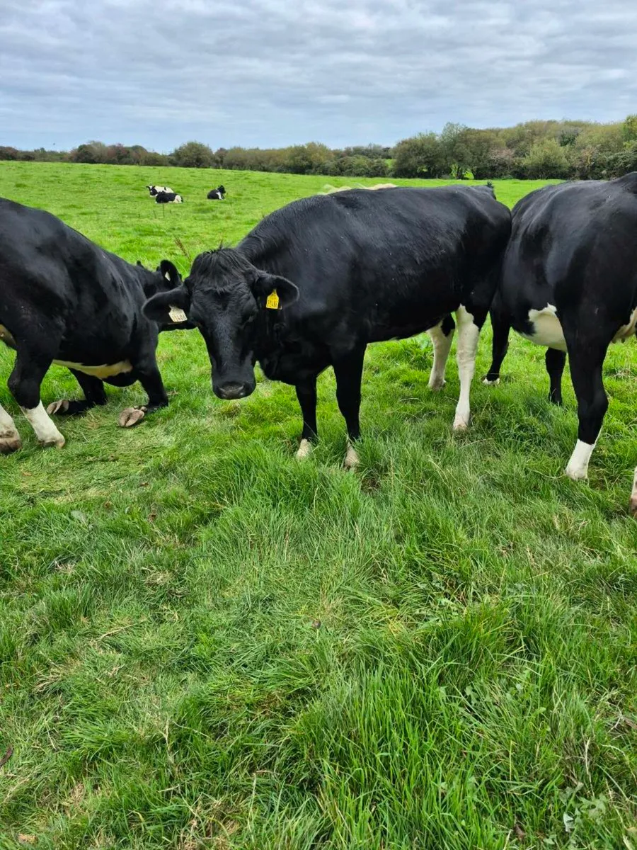PBR HF In calf heifers - Image 2