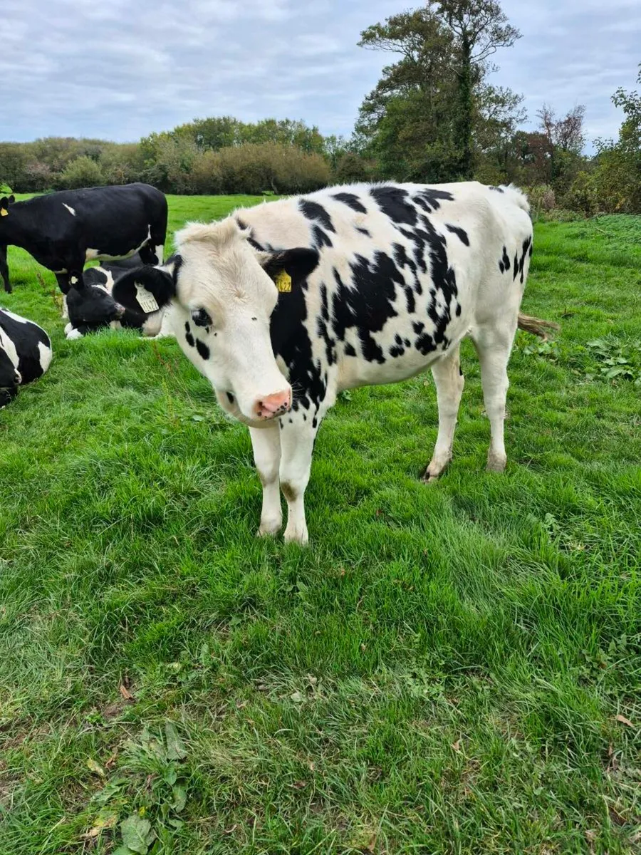 PBR HF In calf heifers - Image 3