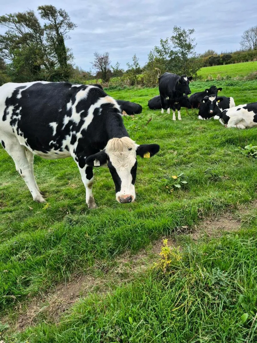 PBR HF In calf heifers - Image 4