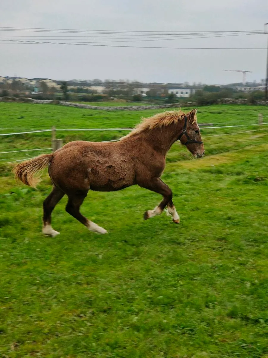 Stunning RID Colt Foal - Image 1