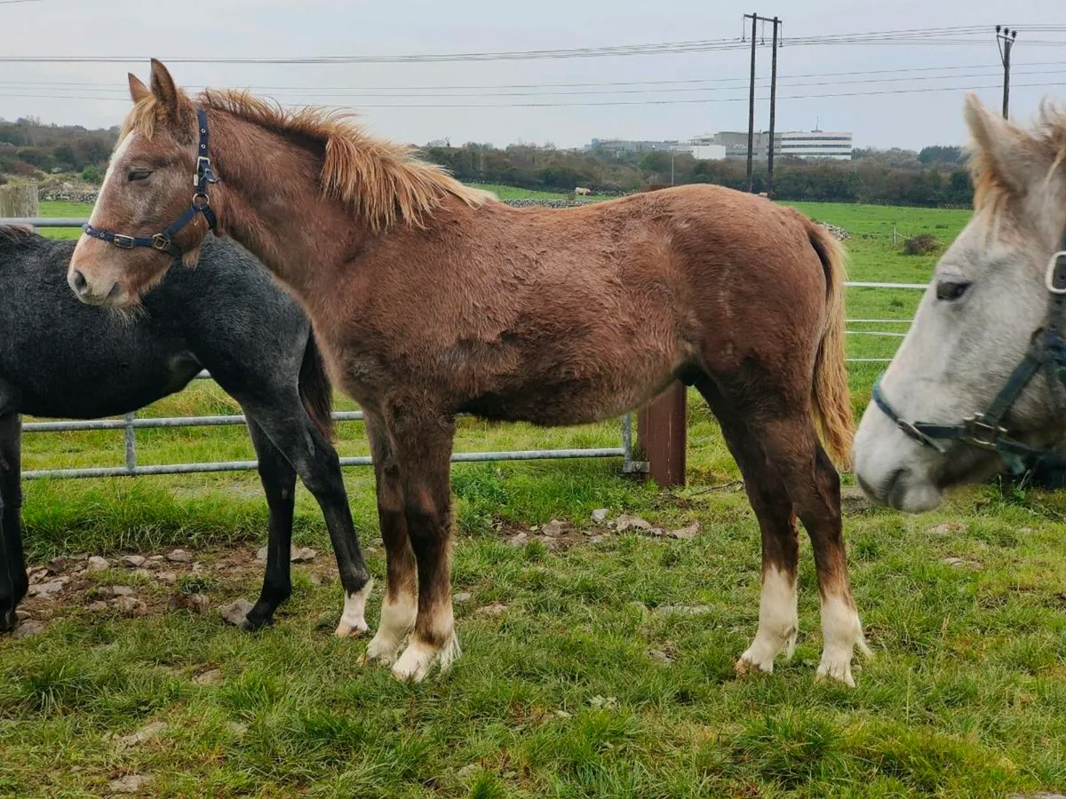 Stunning RID Colt Foal - Image 2