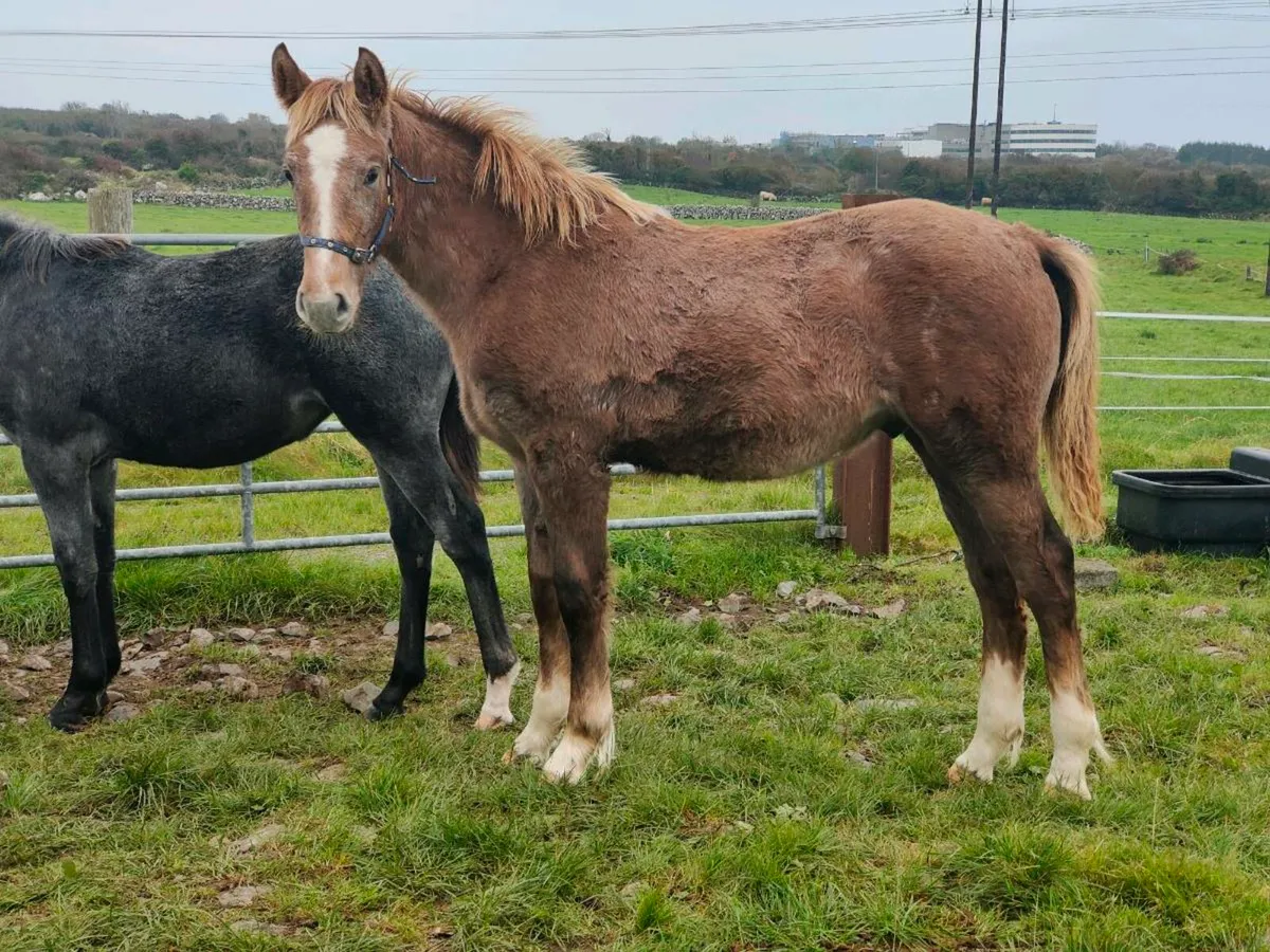 Stunning RID Colt Foal - Image 3
