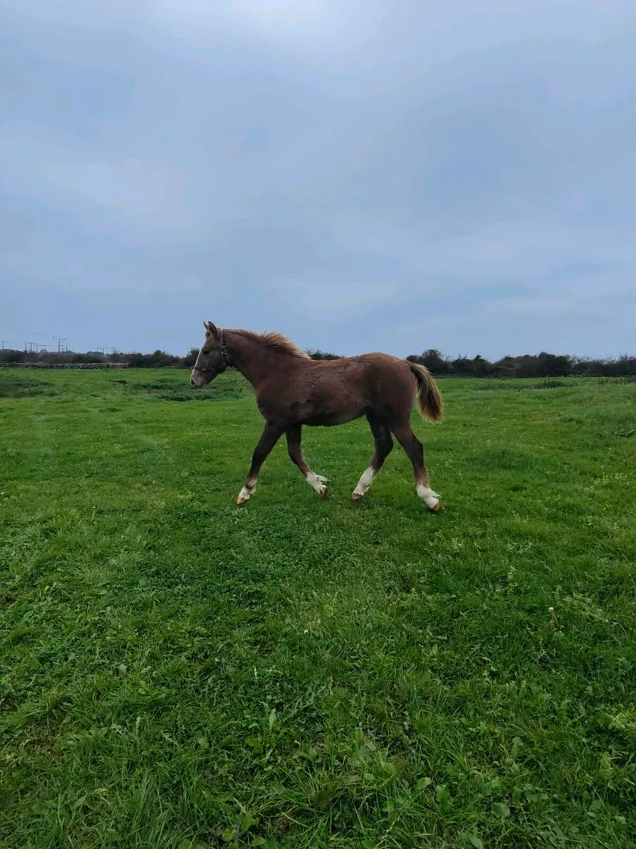 Stunning RID Colt Foal - Image 4