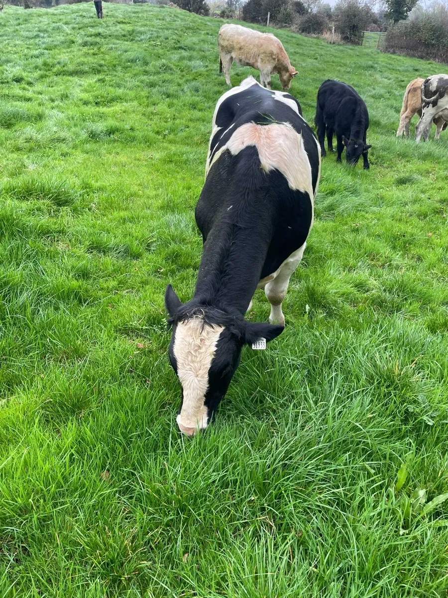 Vasectomised bull - Image 2