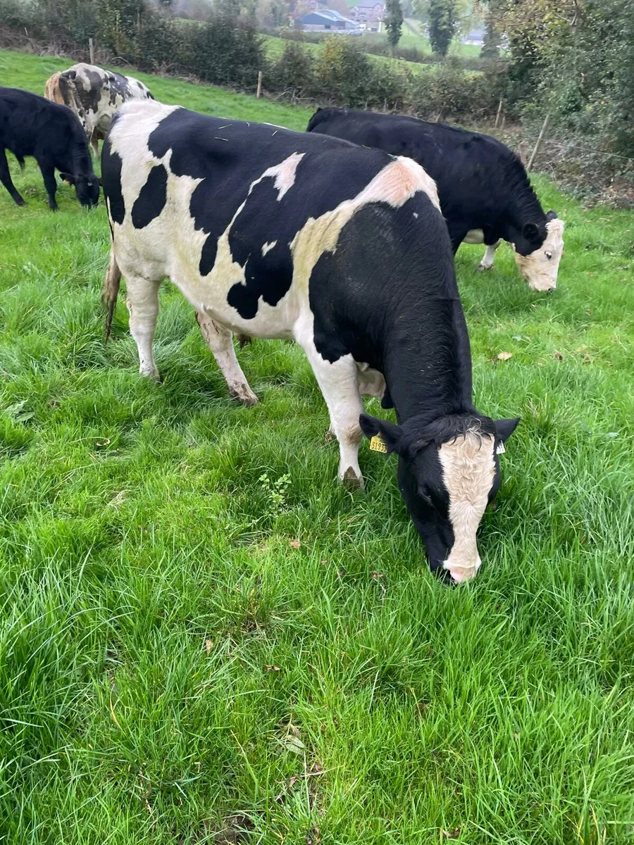 Vasectomised bull - Image 1