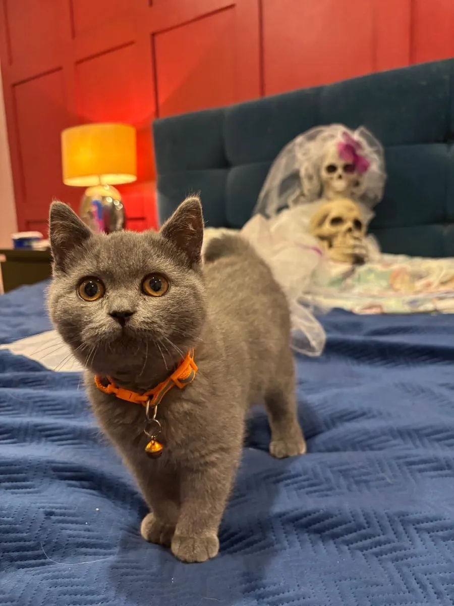 British Shorthair - Image 2