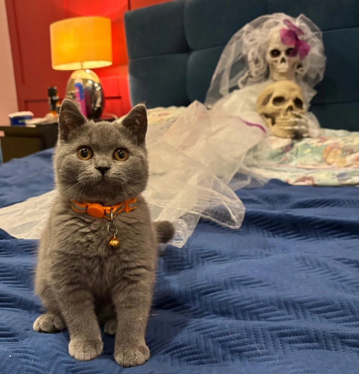 British Shorthair - Image 3