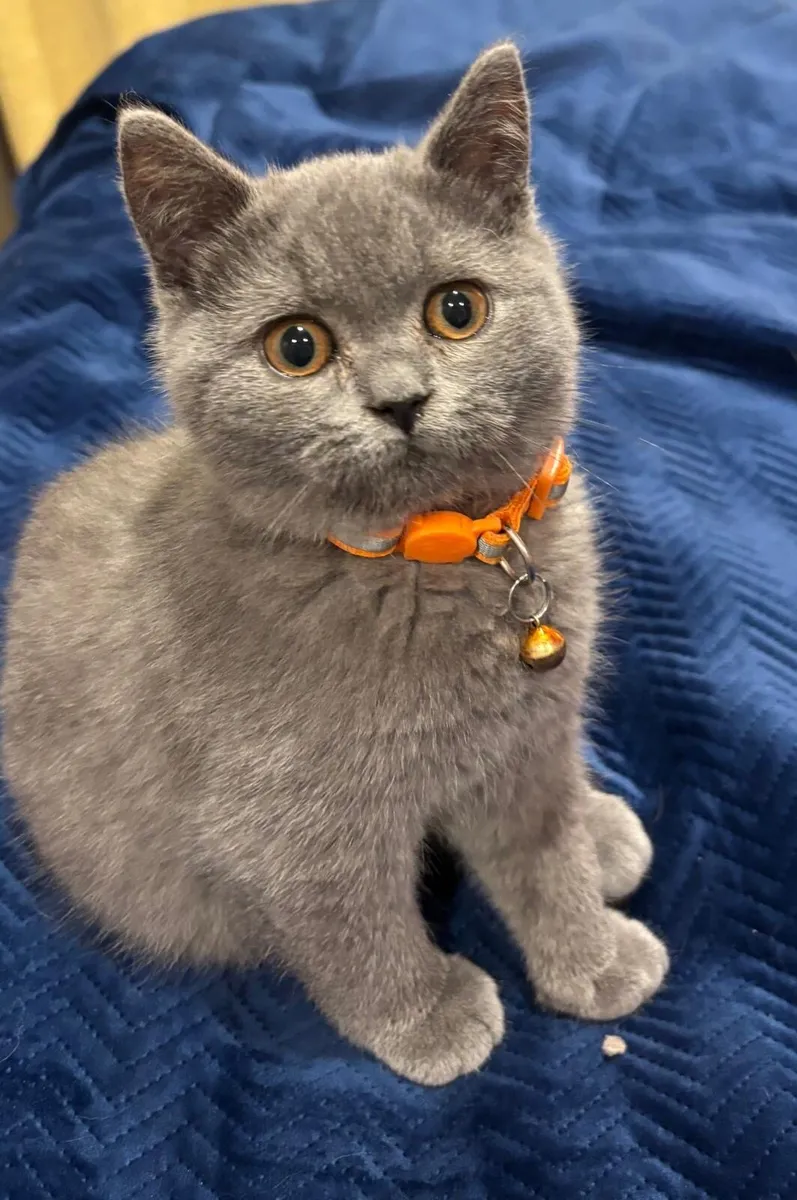 British Shorthair - Image 4