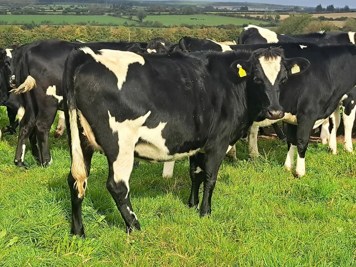 Cork Marts Corrin Friday 24th final Section Herd - Image 1