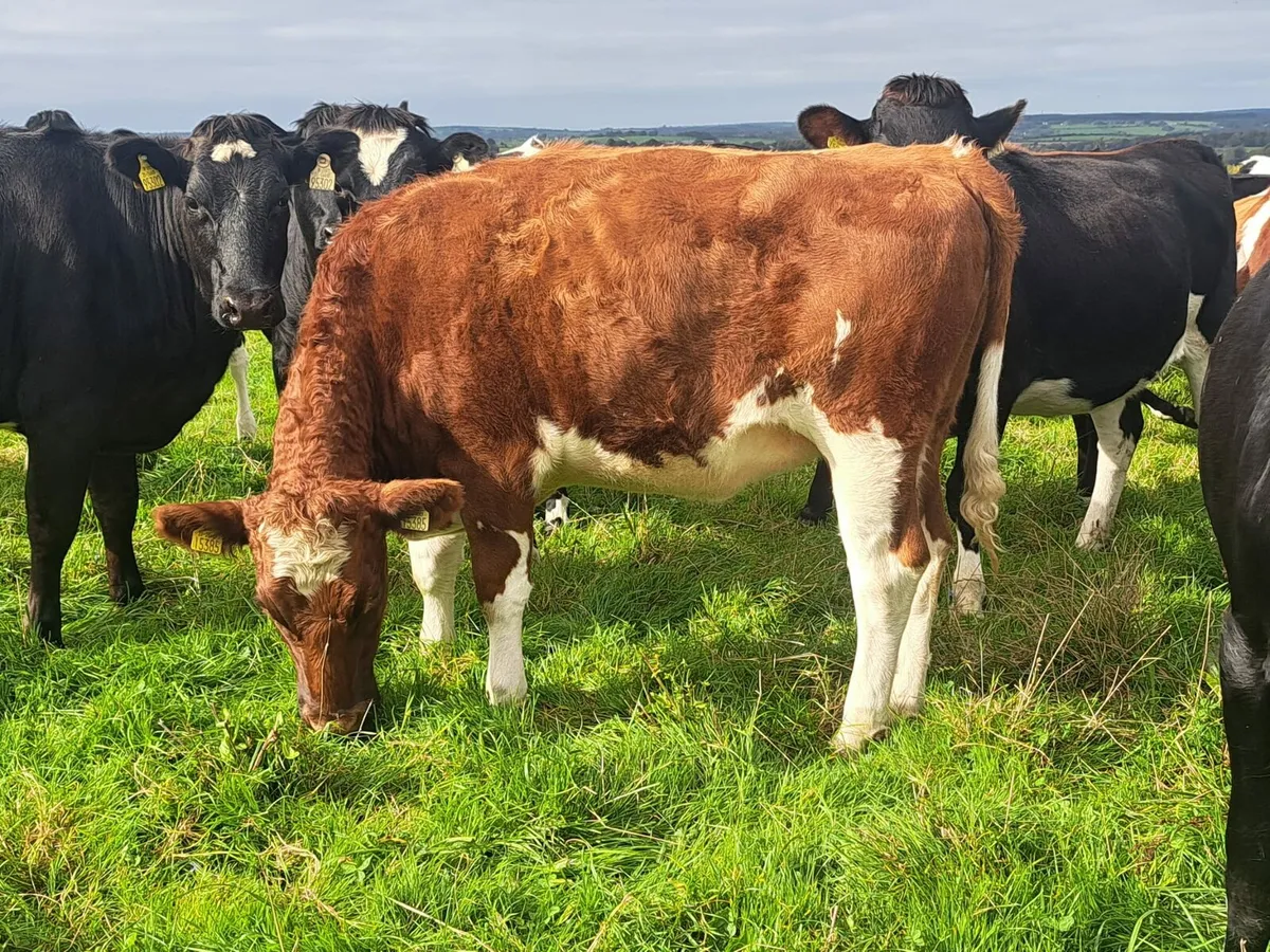 Cork Marts Corrin Friday 24th final Section Herd - Image 2