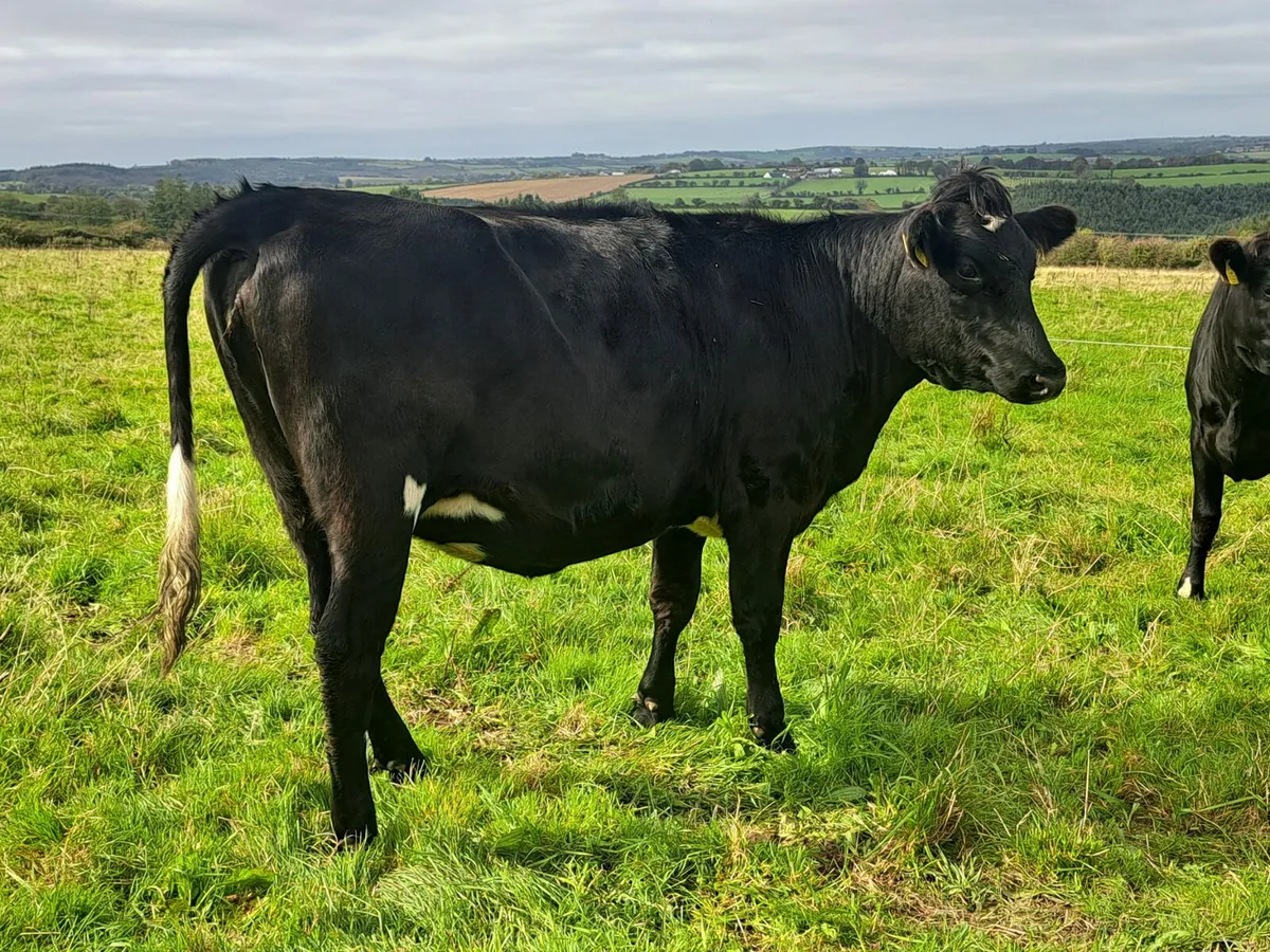 Cork Marts Corrin Friday 24th final Section Herd - Image 3