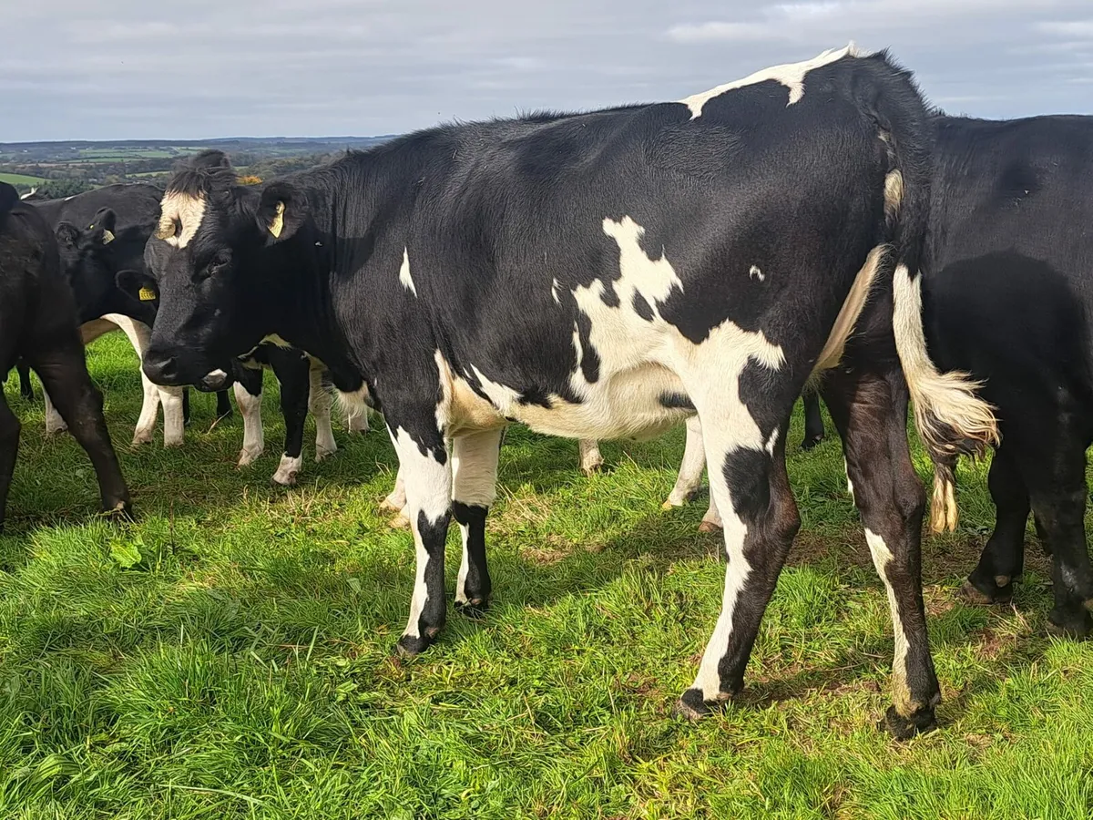 Cork Marts Corrin Friday 24th final Section Herd - Image 4