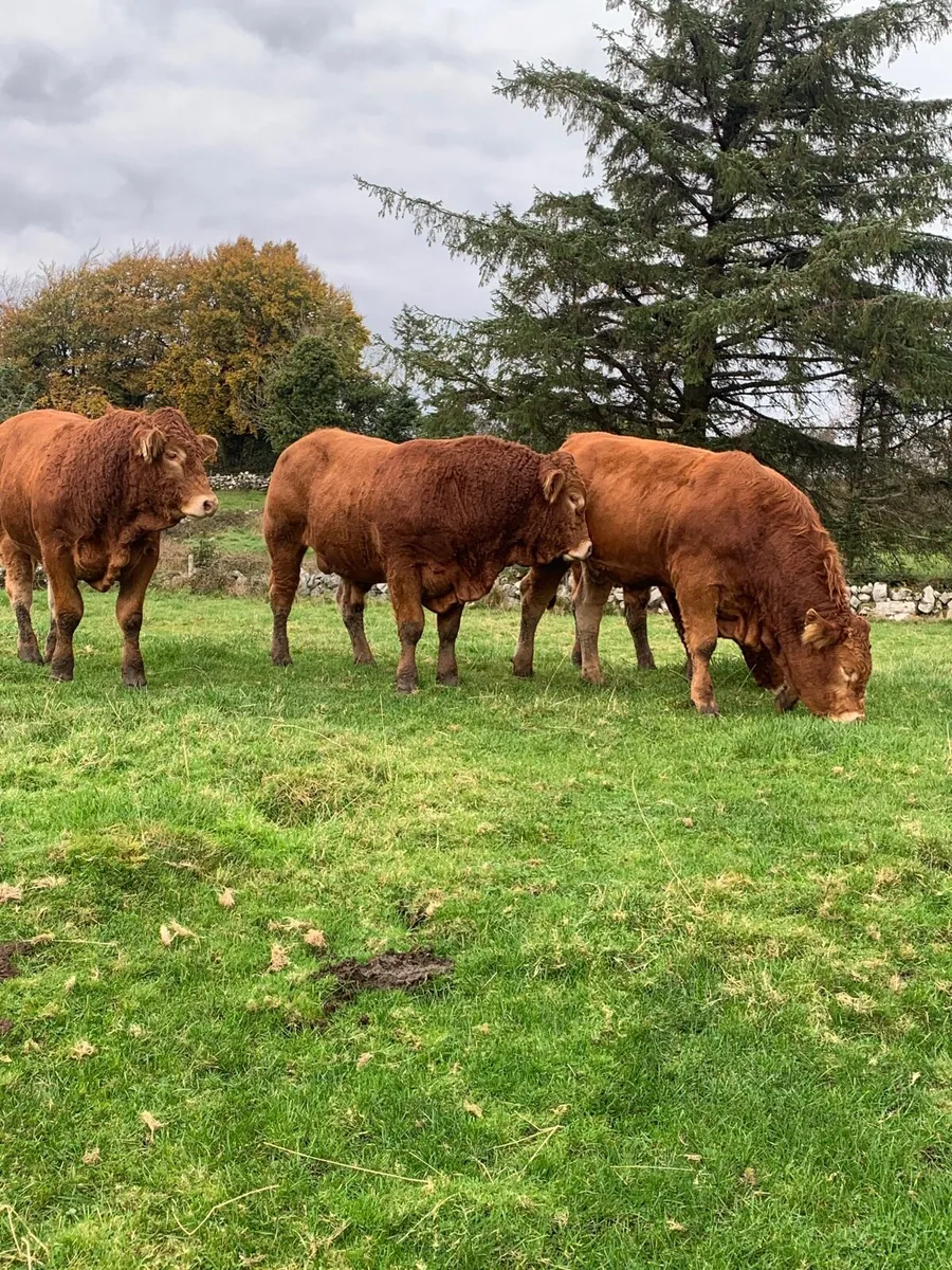 P B R Limousine Bulls - Image 4