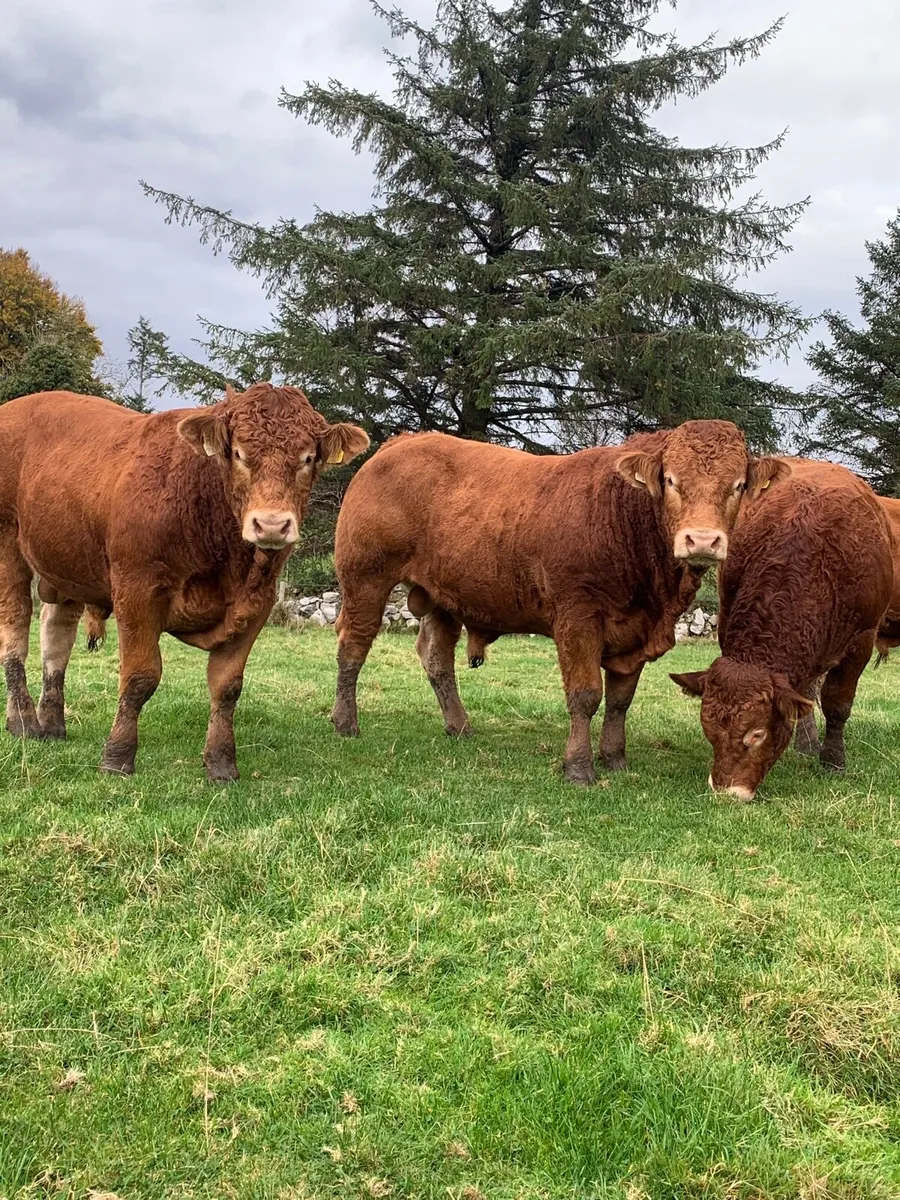 P B R Limousine Bulls - Image 1