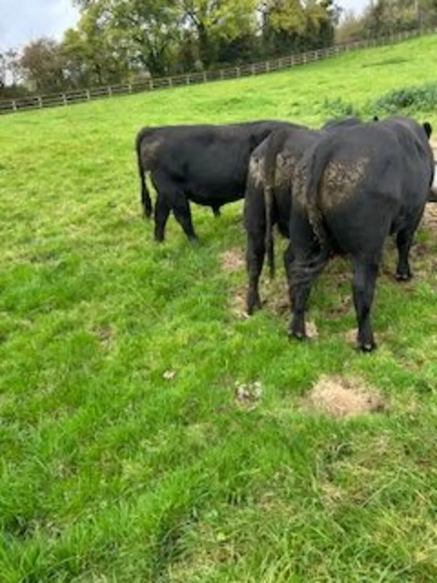 bulls - Image 1