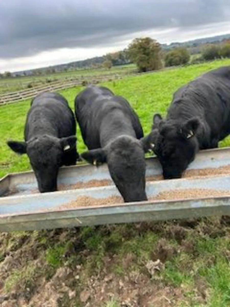 bulls - Image 2