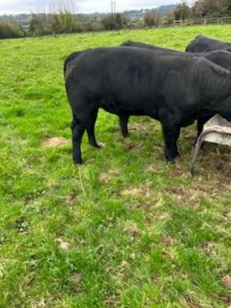 bulls - Image 3