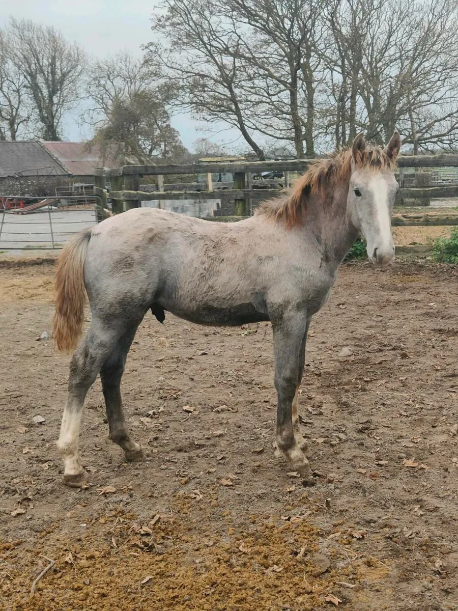 Quality RID Colt Foal - Image 1