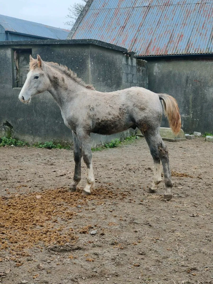 Quality RID Colt Foal - Image 2