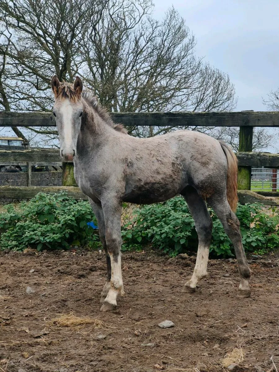 Quality RID Colt Foal - Image 3