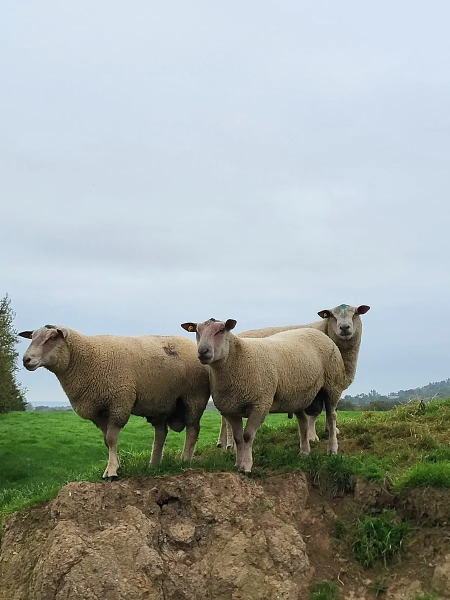 Pedigree Charollais Hogget Rams - Image 1