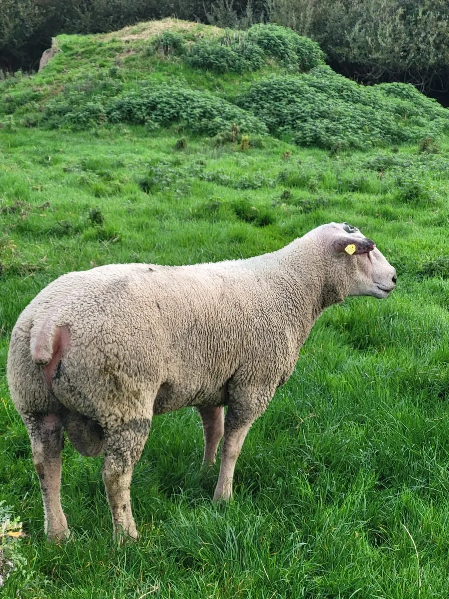 Pedigree Charollais Hogget Rams - Image 2