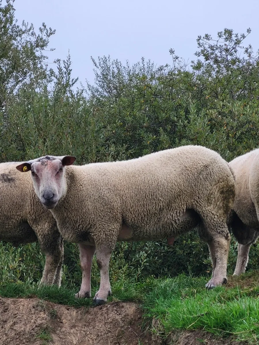 Pedigree Charollais Hogget Rams - Image 3