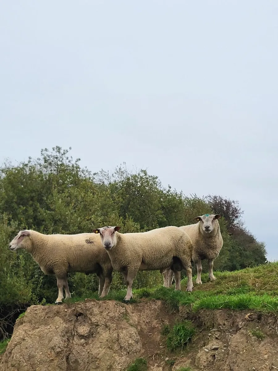 Pedigree Charollais Hogget Rams - Image 4