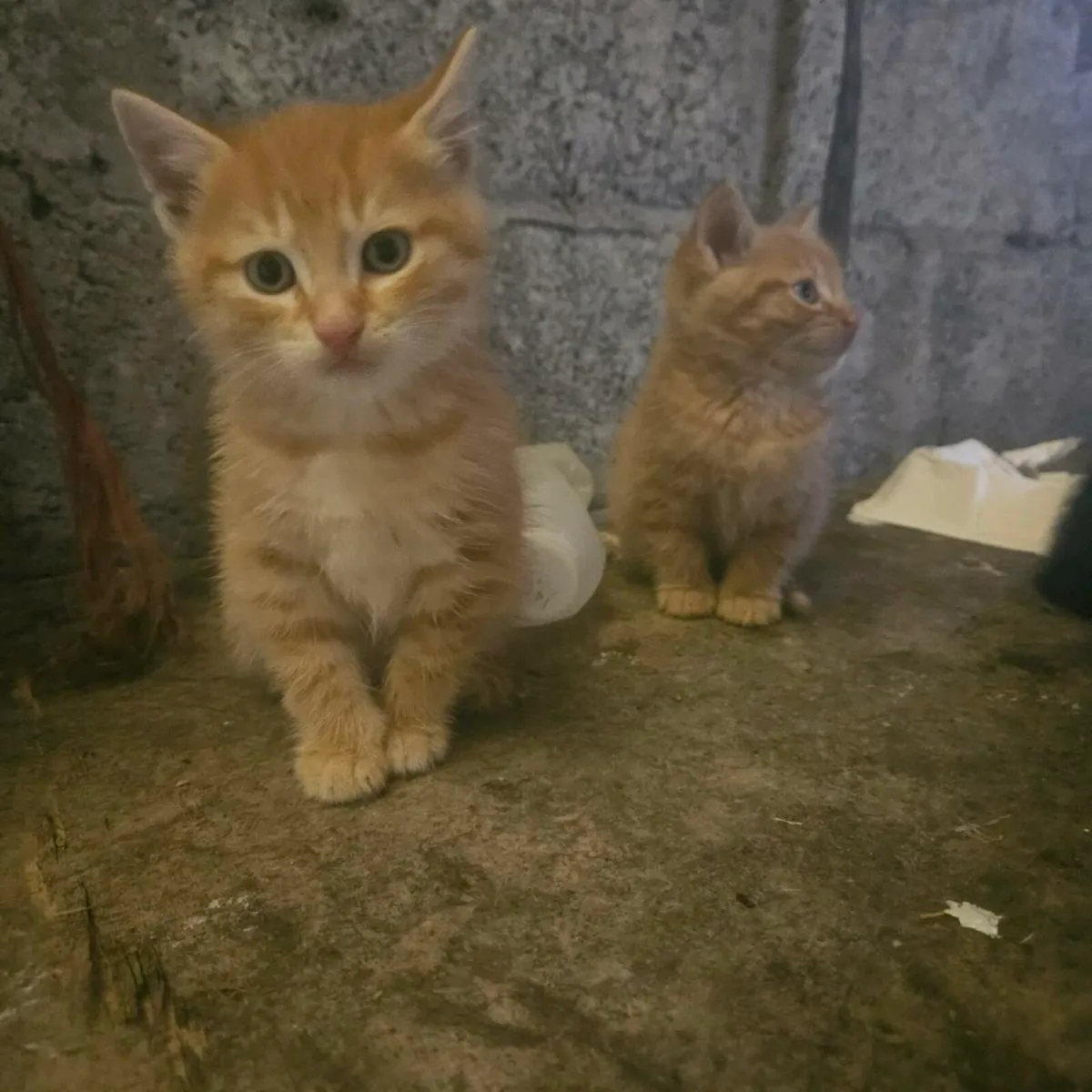 Kittens - Image 2
