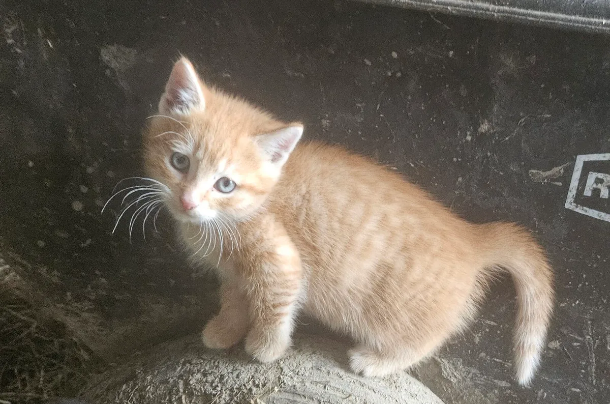 Kittens - Image 3