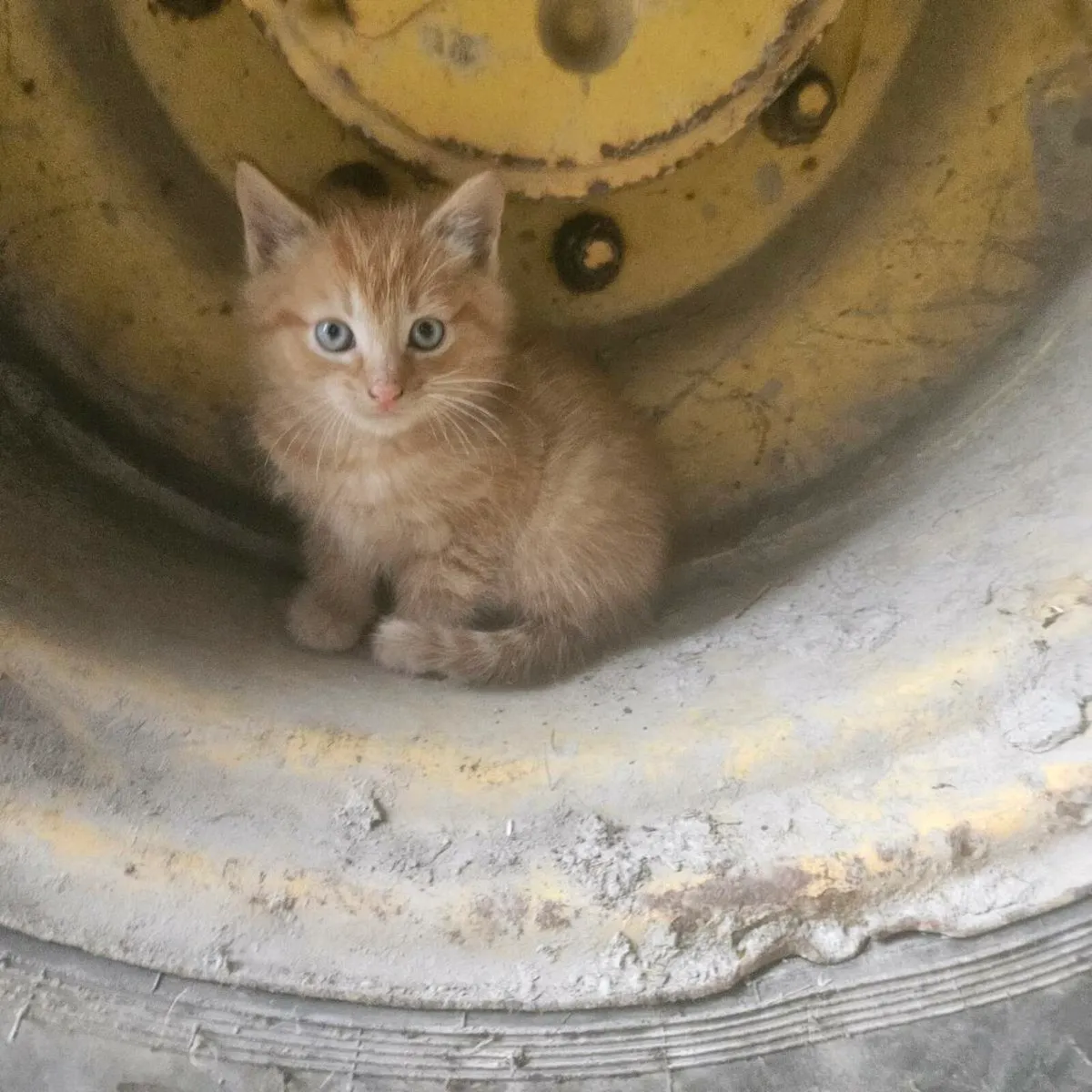 Kittens - Image 4