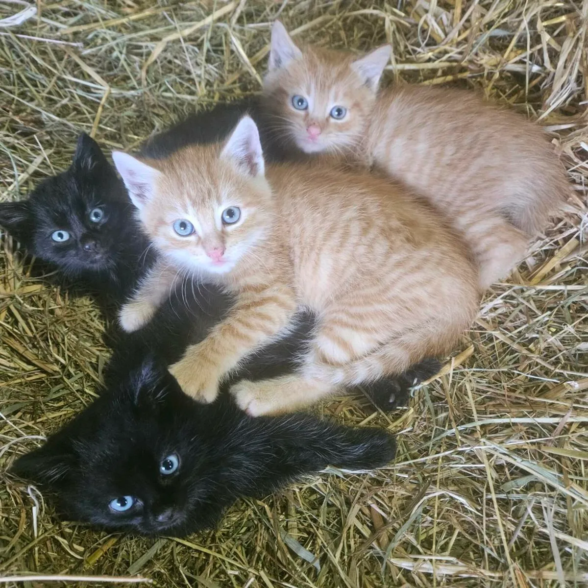 Kittens - Image 1