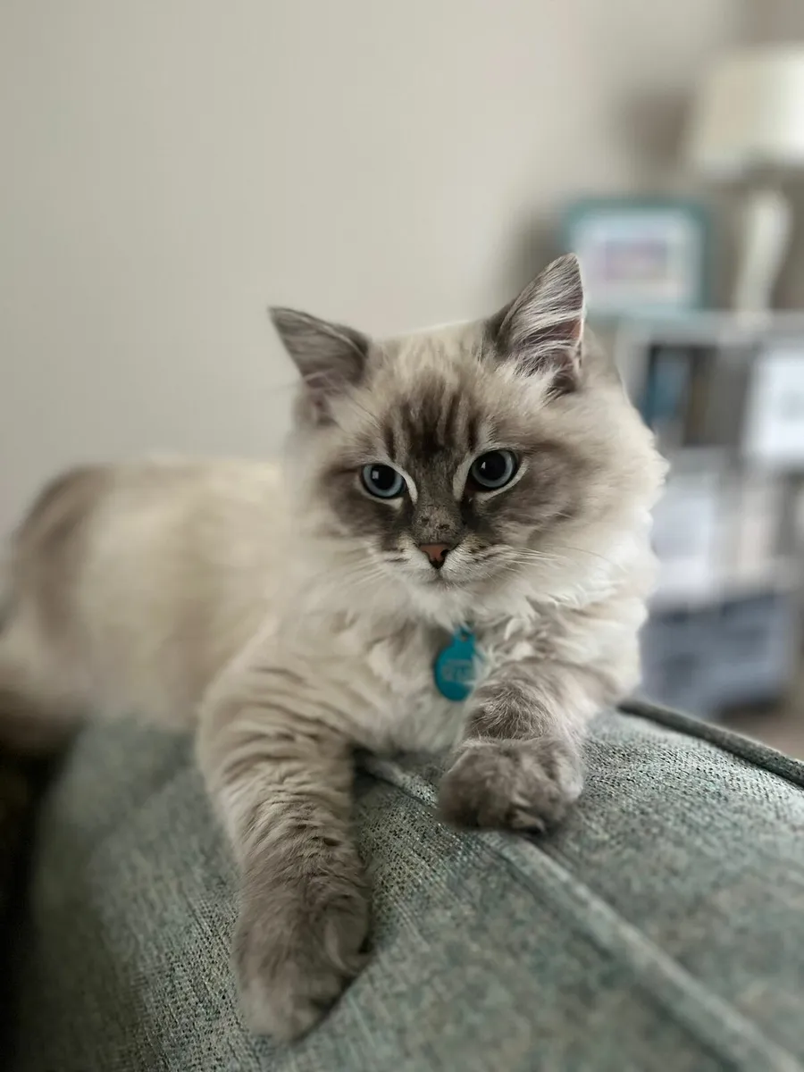 Siberian kittens - Image 1