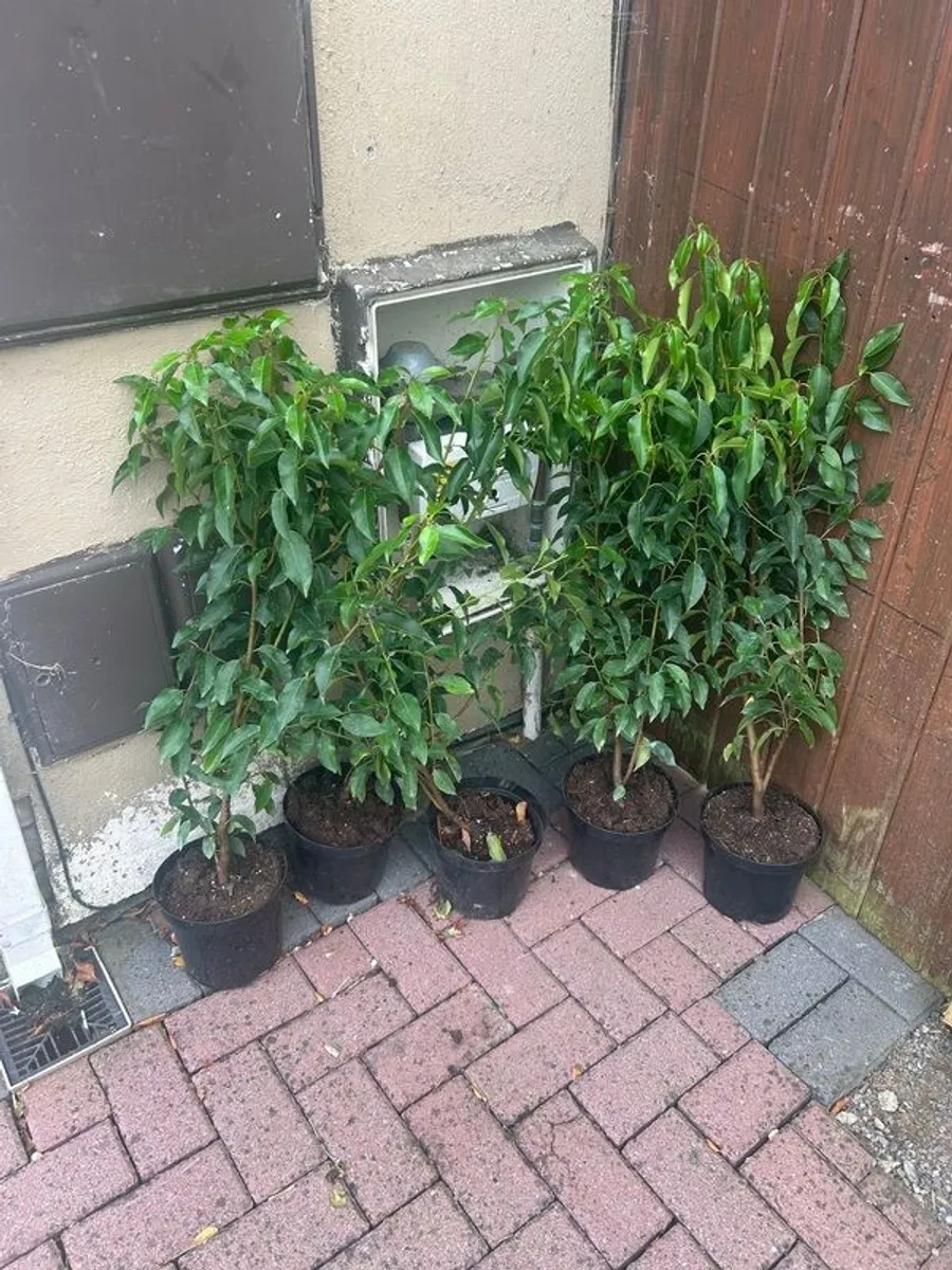hedging