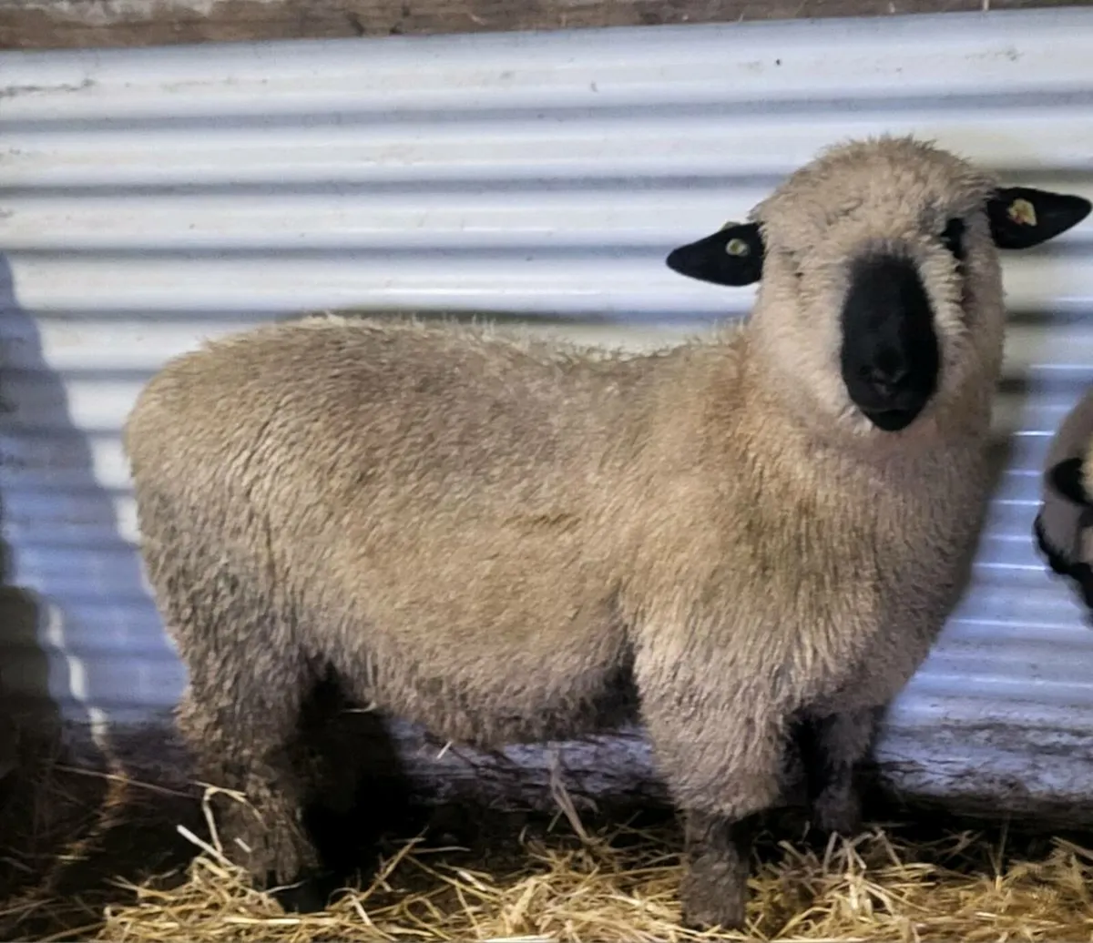 ⭐️Pedigree Hampshire Down Ram Lambs⭐️ - Image 2