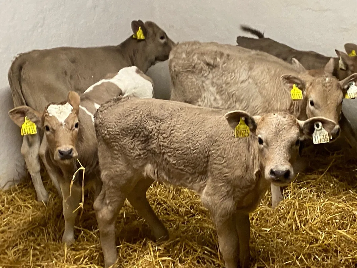 Charolais Heifer Calves - Image 1