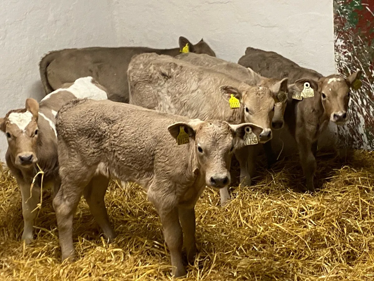 Charolais Heifer Calves - Image 2