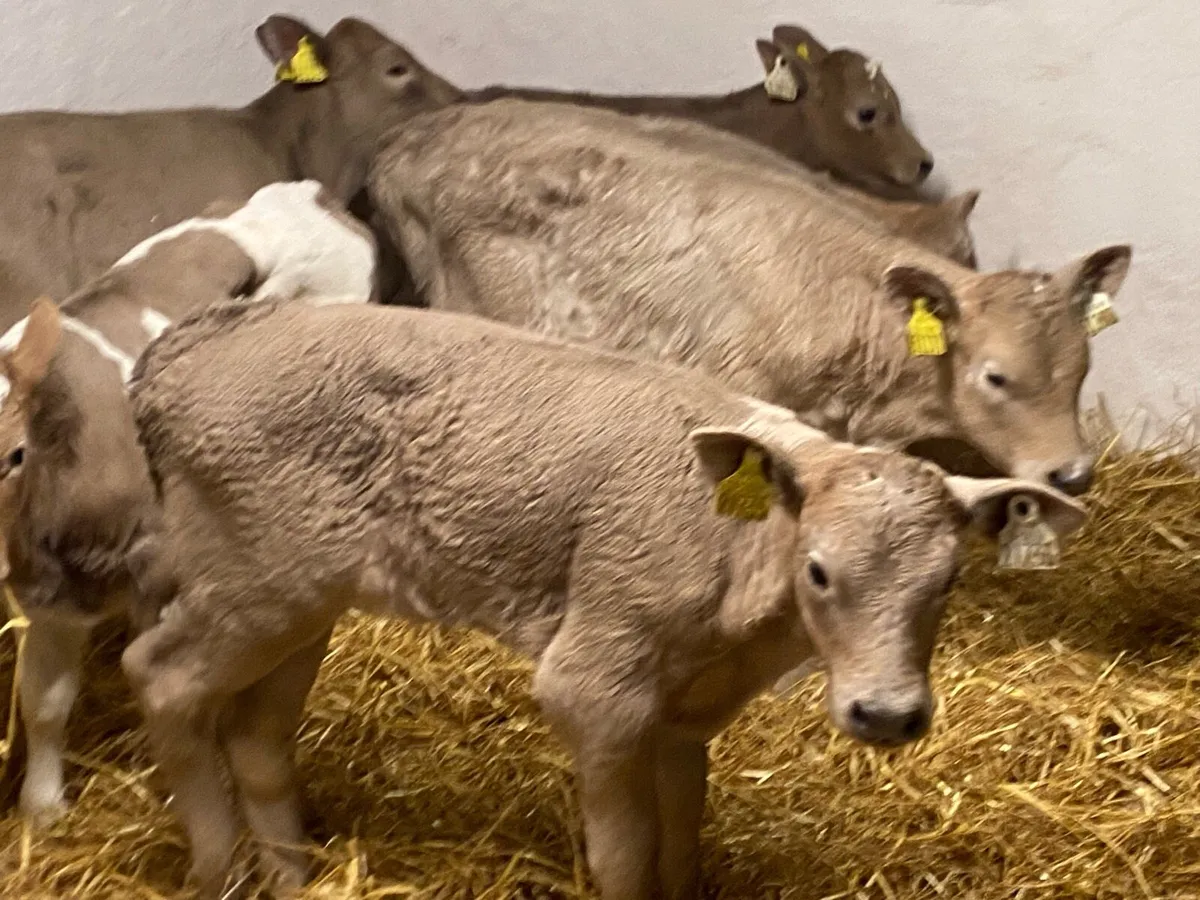 Charolais Heifer Calves - Image 3