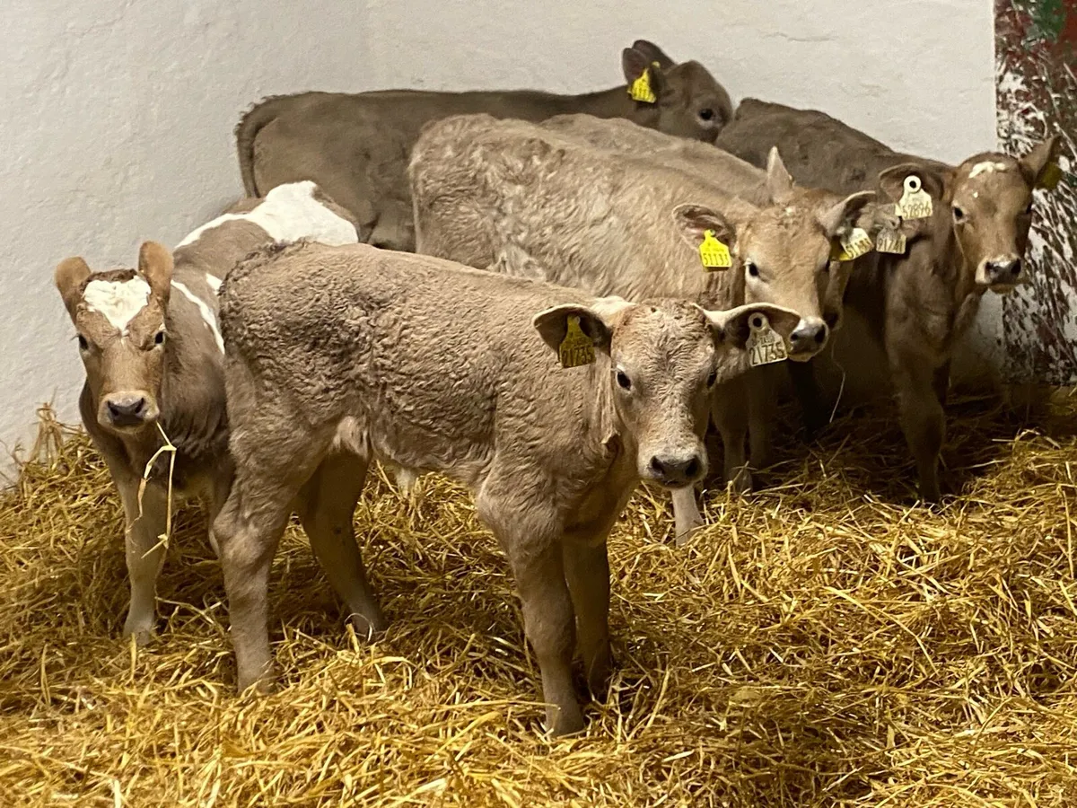 Charolais Heifer Calves - Image 4