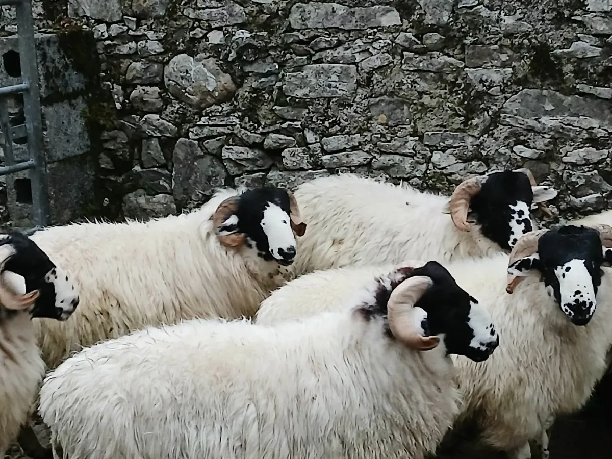 PB Roughfell Ram Lambs - Image 1
