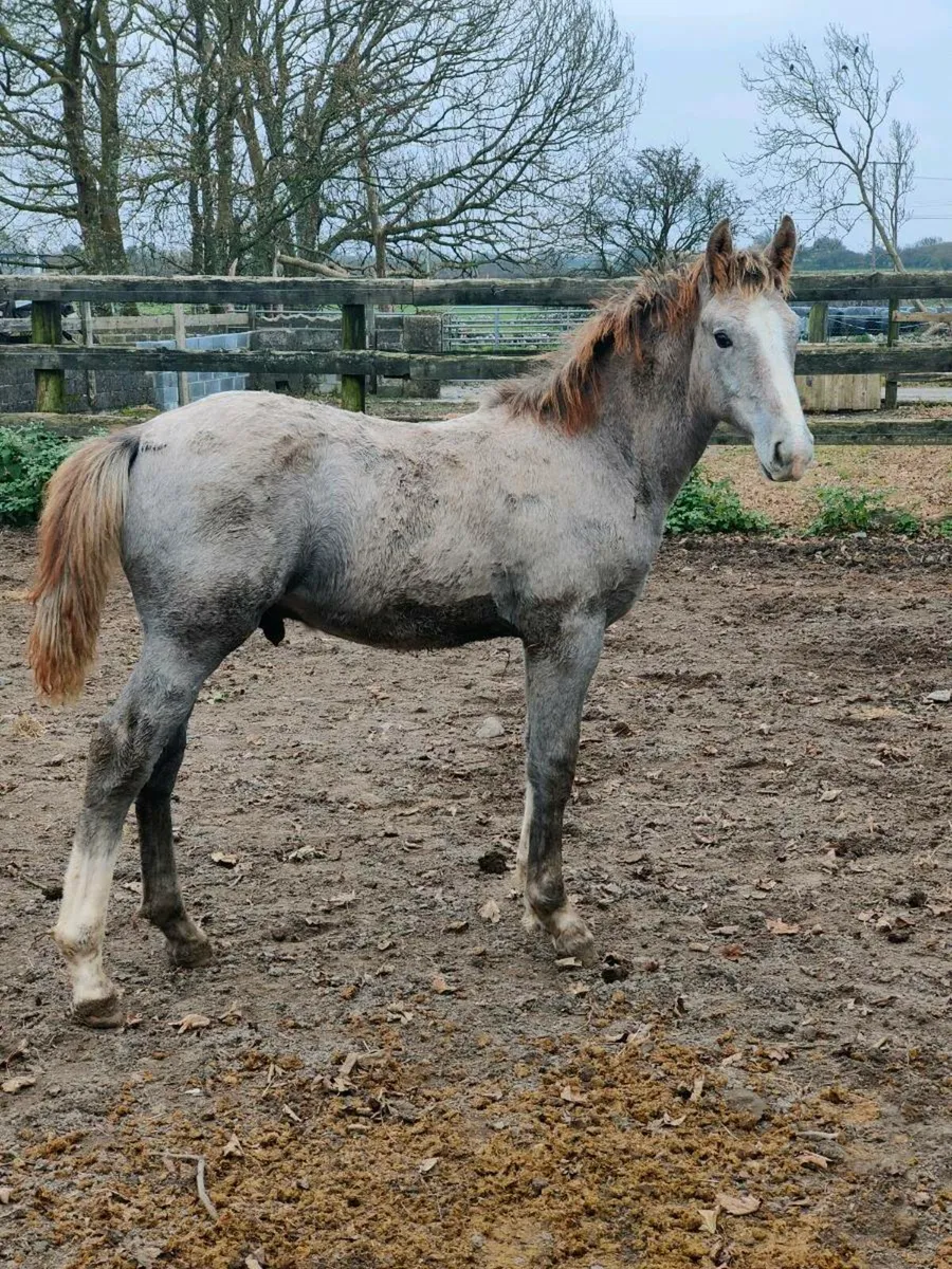 Quality RID Colt Foal - Image 4