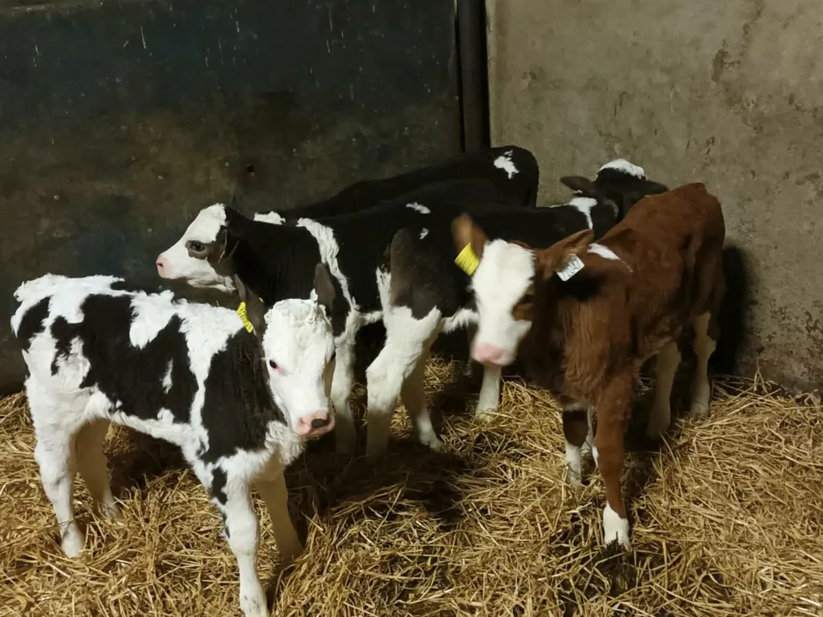 10 CONTINENTAL HEIFER CALVES FOR SALE - Image 1