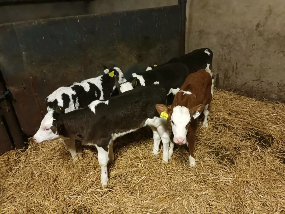 10 CONTINENTAL HEIFER CALVES FOR SALE - Image 2