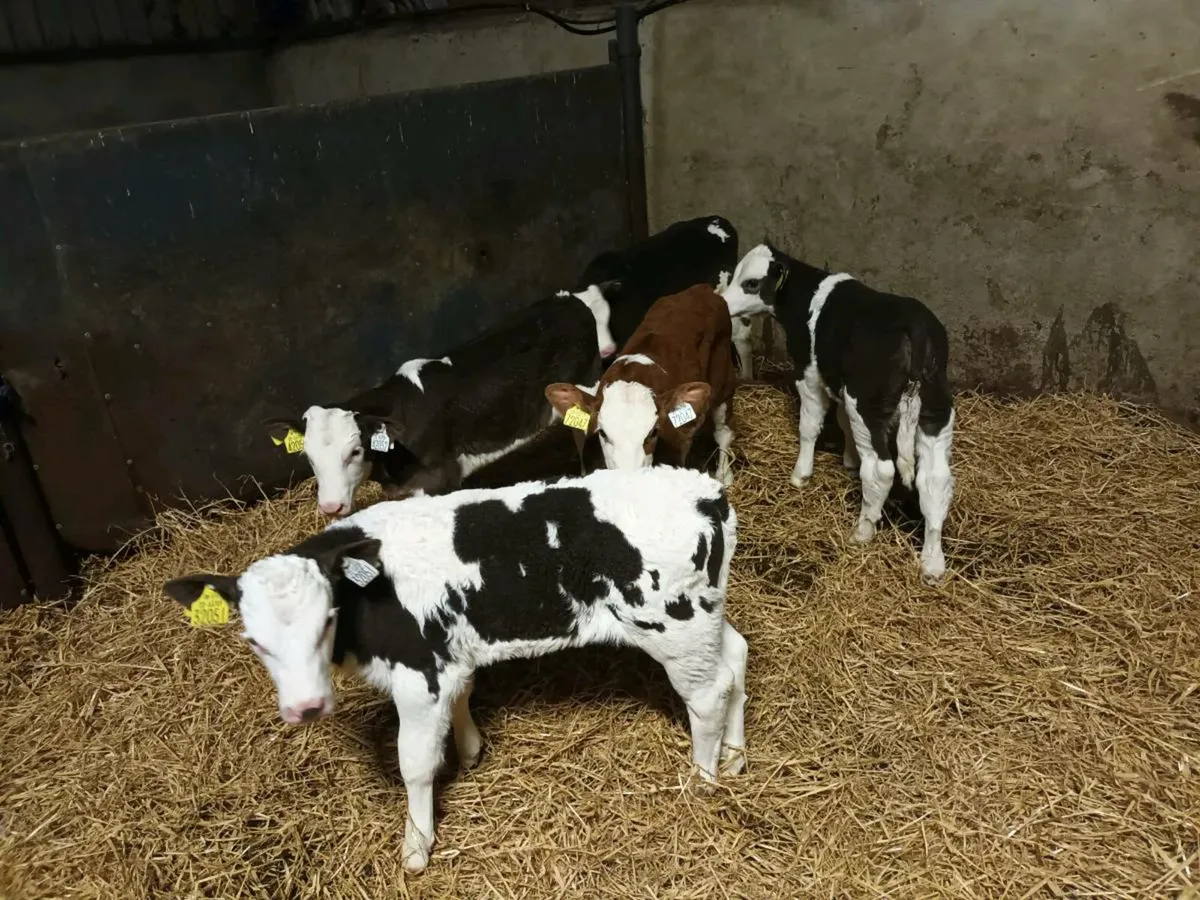 10 CONTINENTAL HEIFER CALVES FOR SALE - Image 3