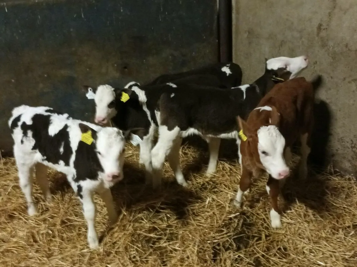 10 CONTINENTAL HEIFER CALVES FOR SALE - Image 4