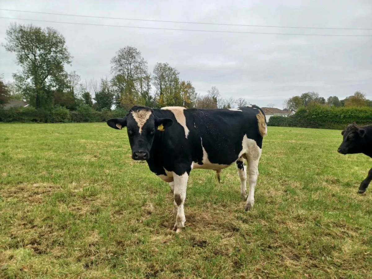 Friesian Bull - Image 1