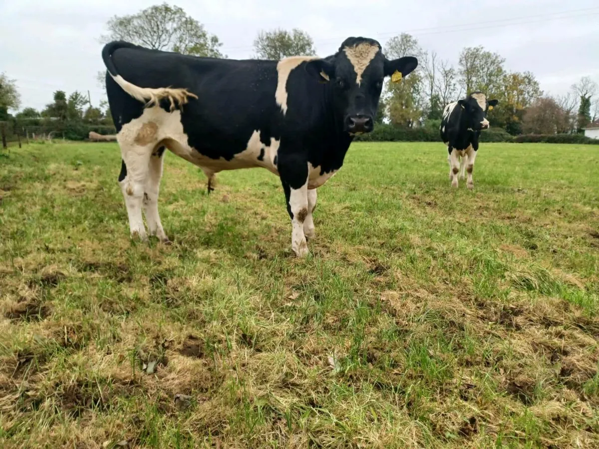 Friesian Bull - Image 2
