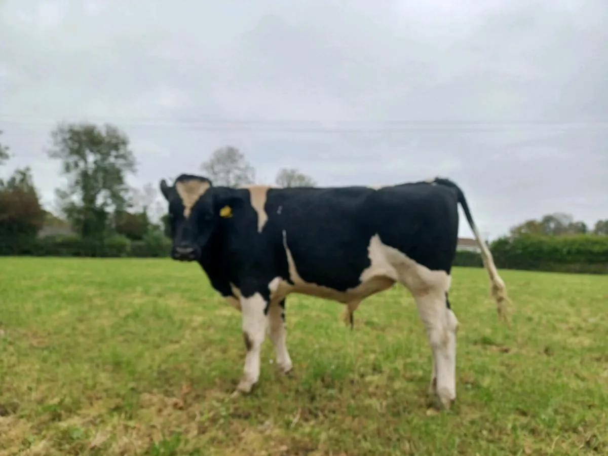 Friesian Bull - Image 3