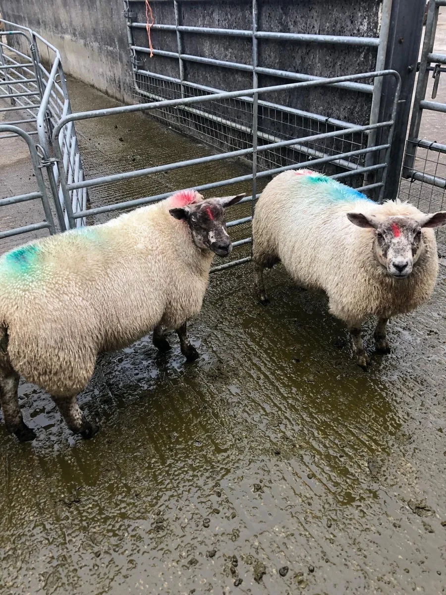 8 BeltexXSuffolkXMule ewe lambs - Image 2