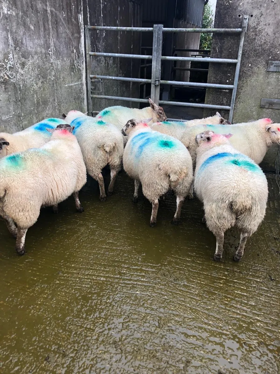 8 BeltexXSuffolkXMule ewe lambs - Image 3